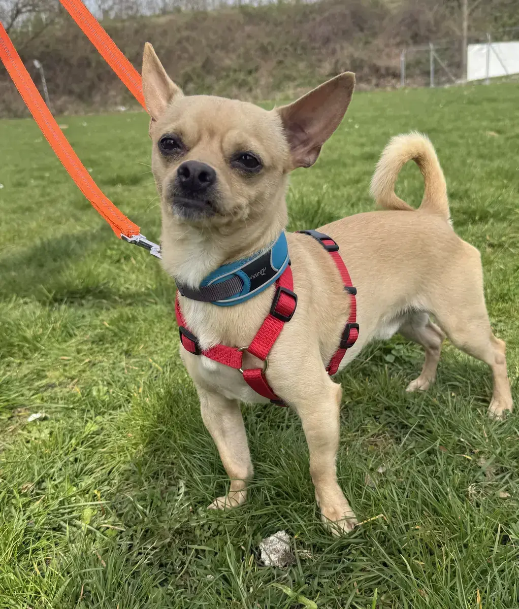 Mango - Chihuahua - Bild 4