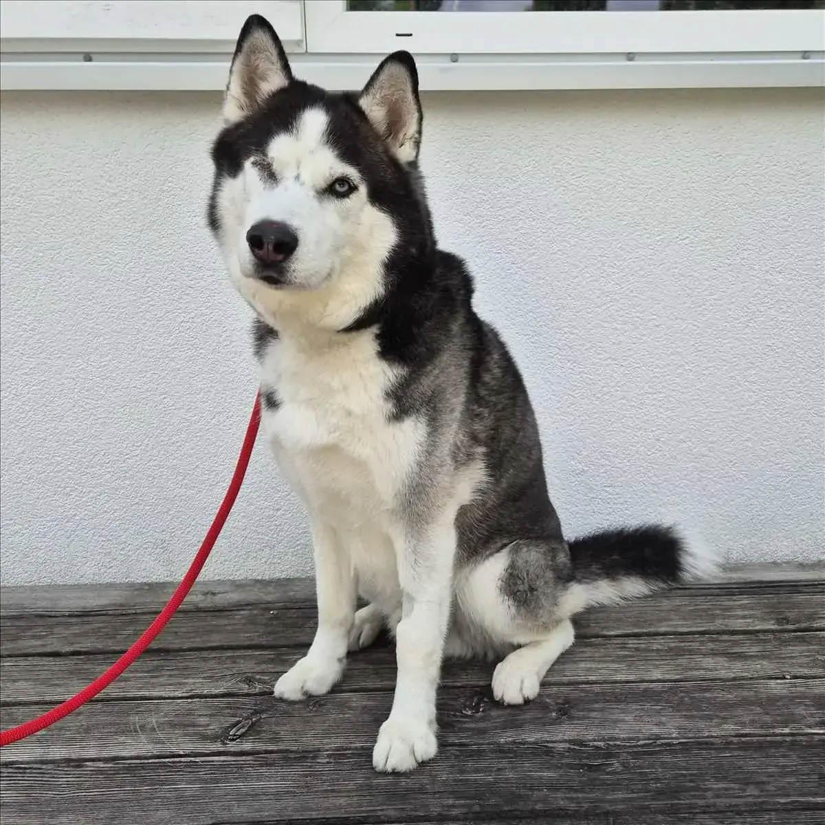 Siberian Husky LEO