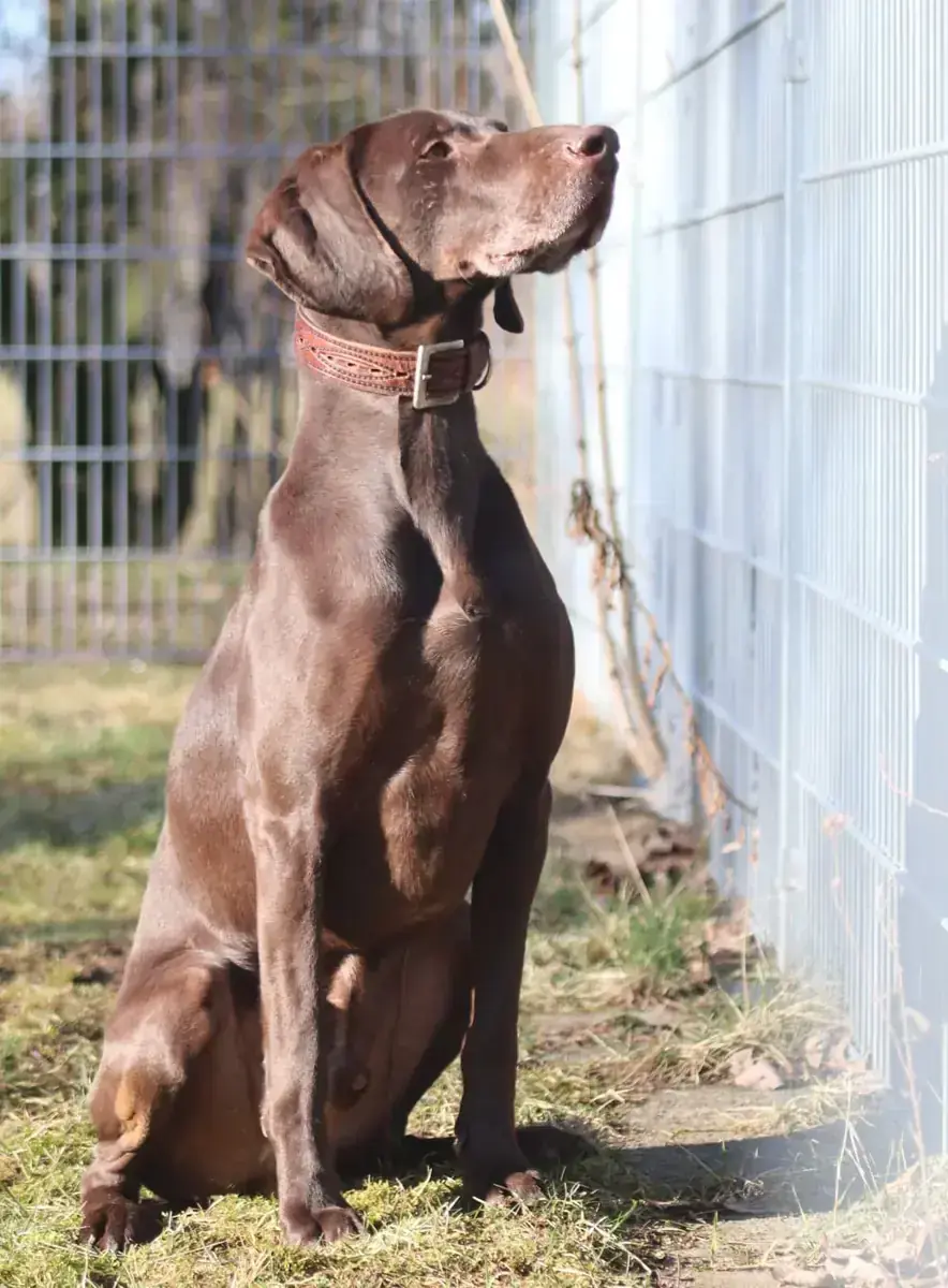 Buddy – Weimaraner, Deutsch Kurzhaar – Bild 5