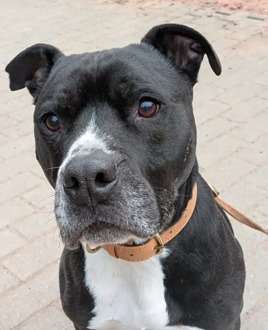 King - American Staffordshire Terrier - Bild 2