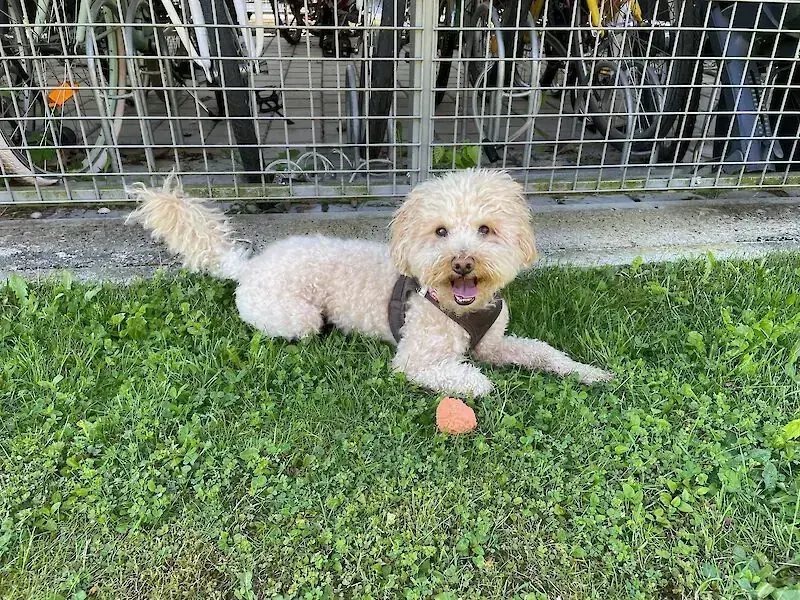 Hund Milú