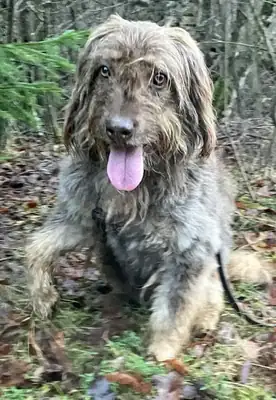 Mascha – Briard – Bild 4