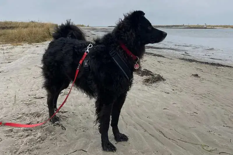 Deutscher Schäferhund, Mudi Carlo