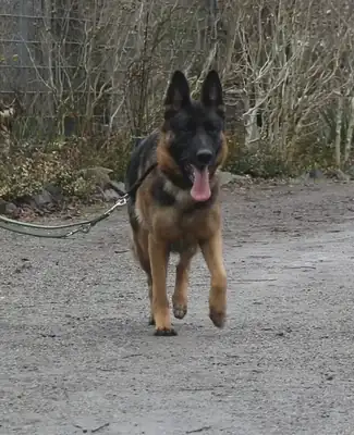 Ida – Deutscher Schäferhund – Bild 2