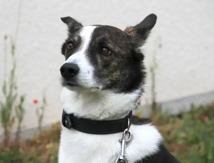 Cosmo -  - Bild 6