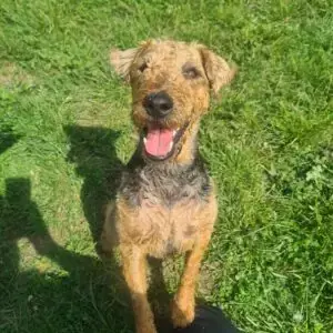 Kalle -  - Bild 3