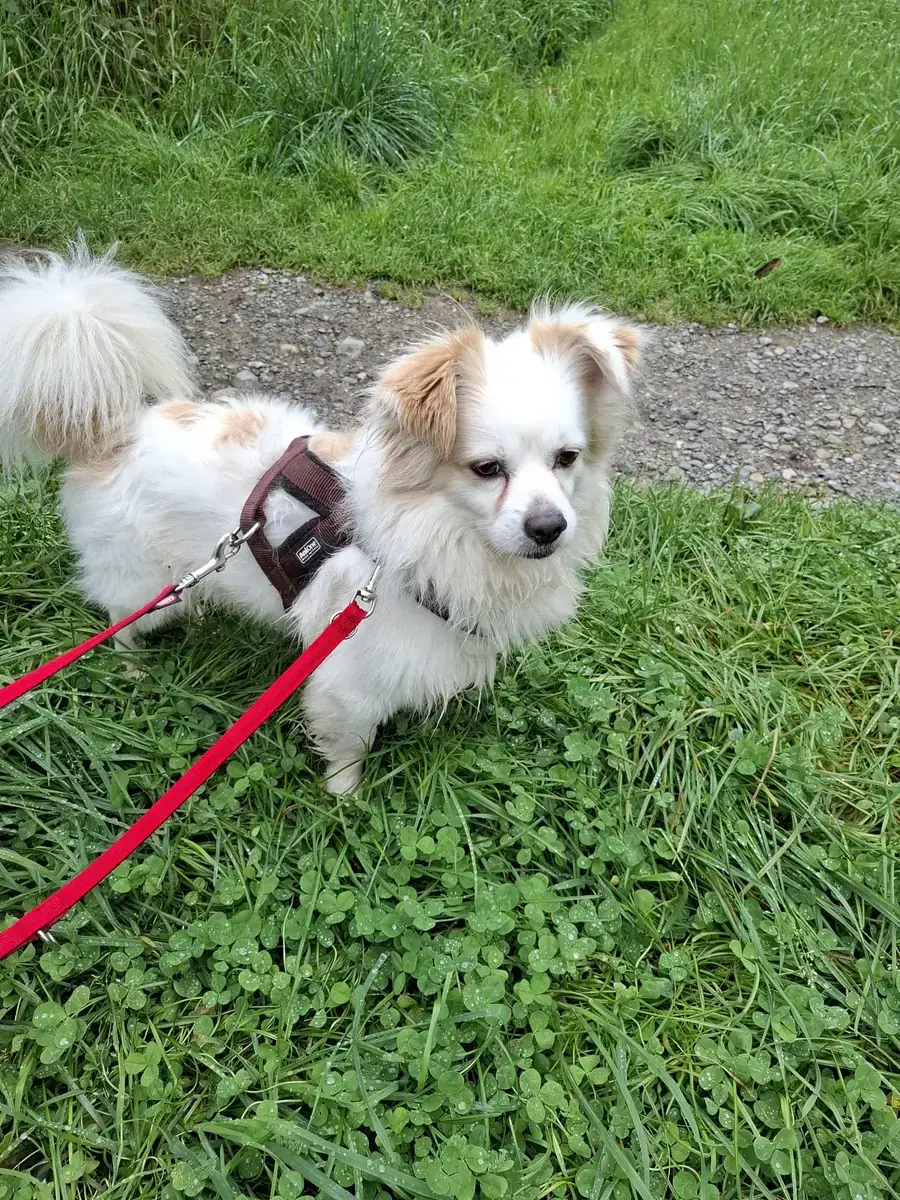 Simba -  - Bild 7