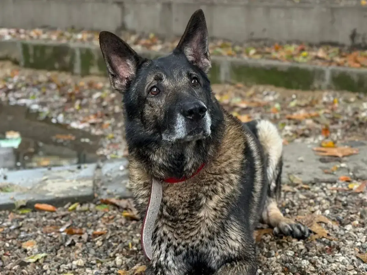 Lago - Deutscher Schäferhund - Bild 1