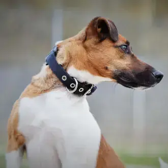 Rudi - Foxterrier Drahthaar - Bild 7