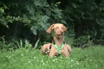 Leo – Hund – Bild 2