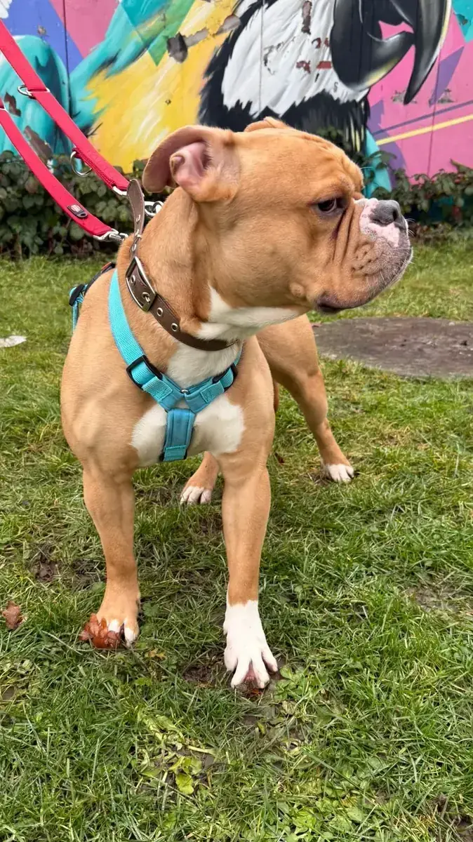 Capone - Englische Bulldogge - Bild 2