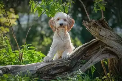 Yoshi – Hund – Bild 16