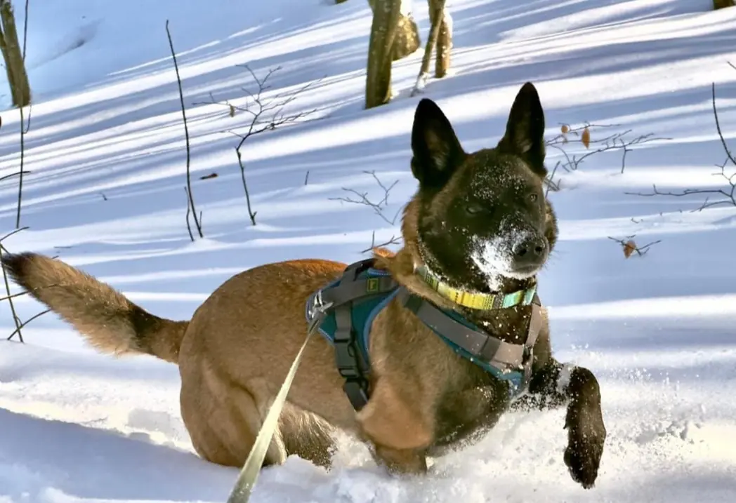 Bella -  - Bild 1