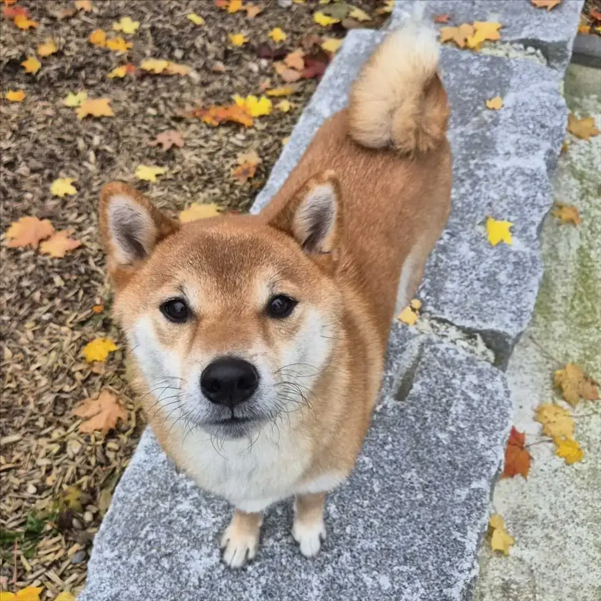 JIRO - Shiba - Bild 2