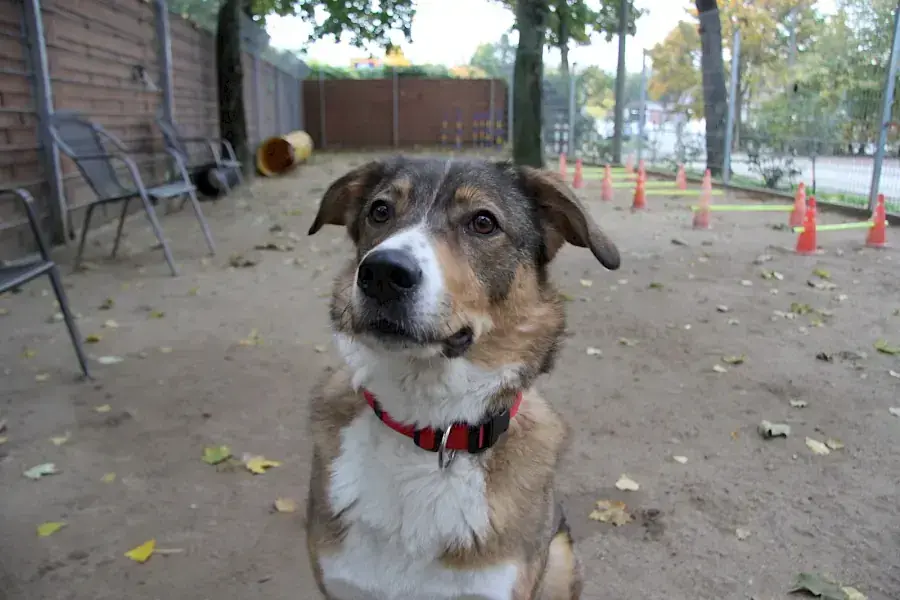 Amy - Deutscher Schäferhund - Bild 1