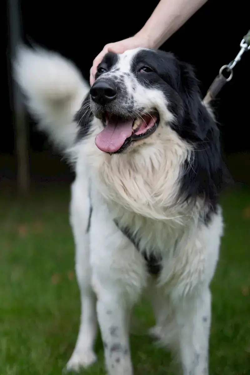 Pongo -  - Bild 6