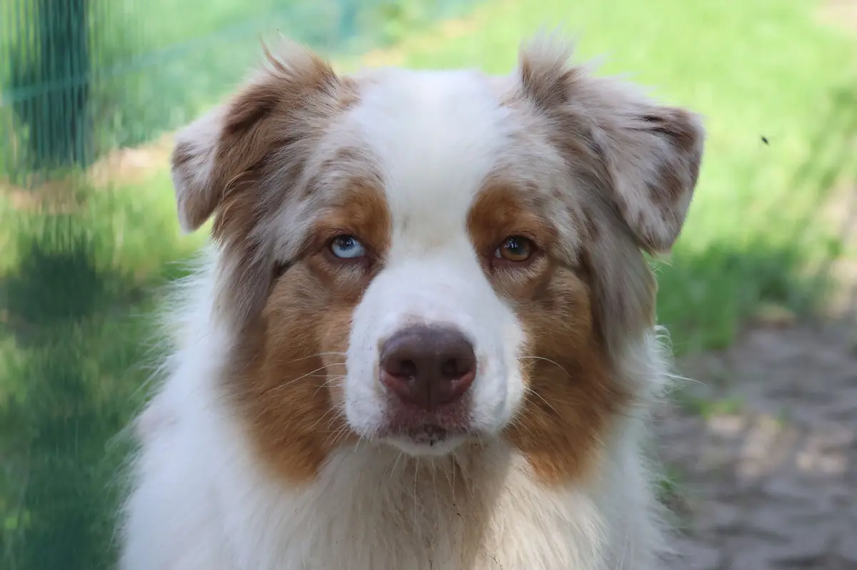 Noya - Australian Shepherd - Bild 2