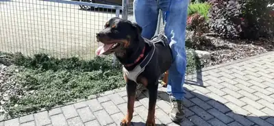 Amigo – Rottweiler – Bild 3