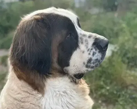 Bernhardiner Molly