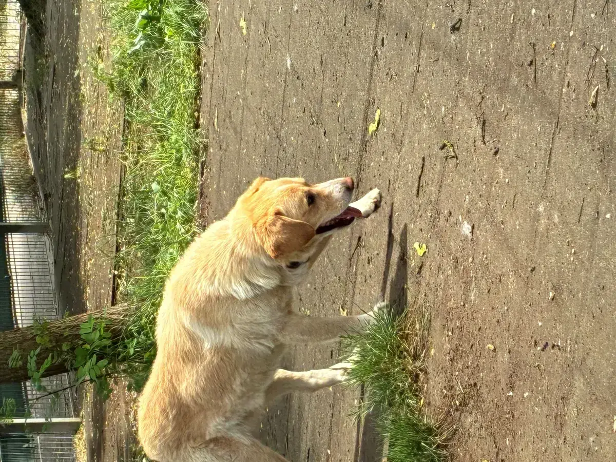 Tommy -  - Bild 13