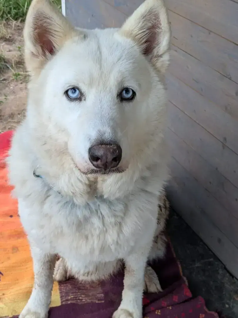 Jato - Siberian Husky, Alaskan Malamute - Bild 2