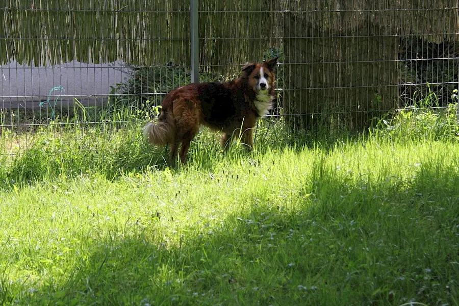Sparky -  - Bild 9