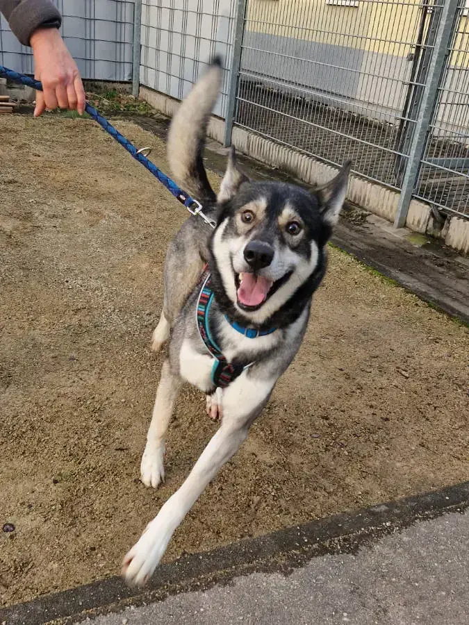 Simba - Siberian Husky - Bild 2