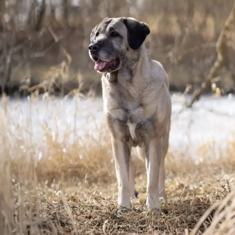 Naz - Kangal-Hirtenhund - Bild 7