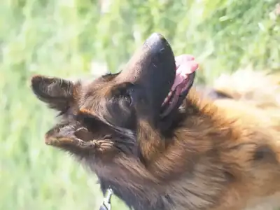 Julia – Deutscher Schäferhund – Bild 3