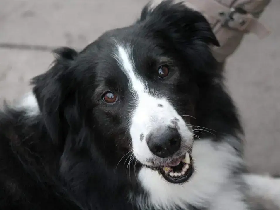 Cook - Border Collie - Bild 2