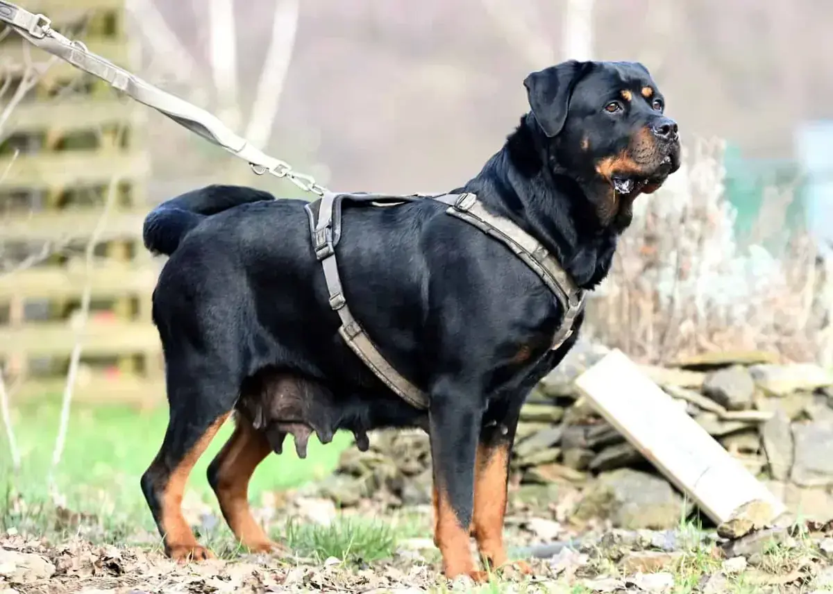 Mara - Rottweiler - Bild 3