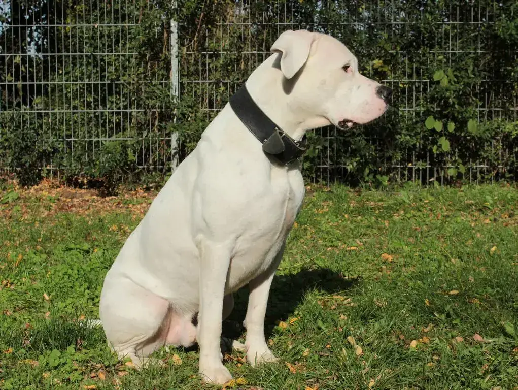 Dogo Argentino-Mix Blade