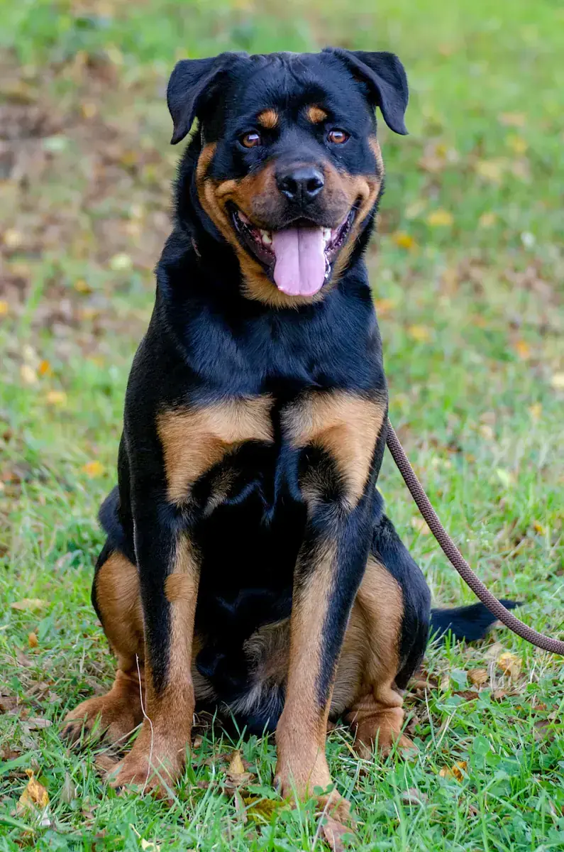 Tiger - Rottweiler - Bild 5