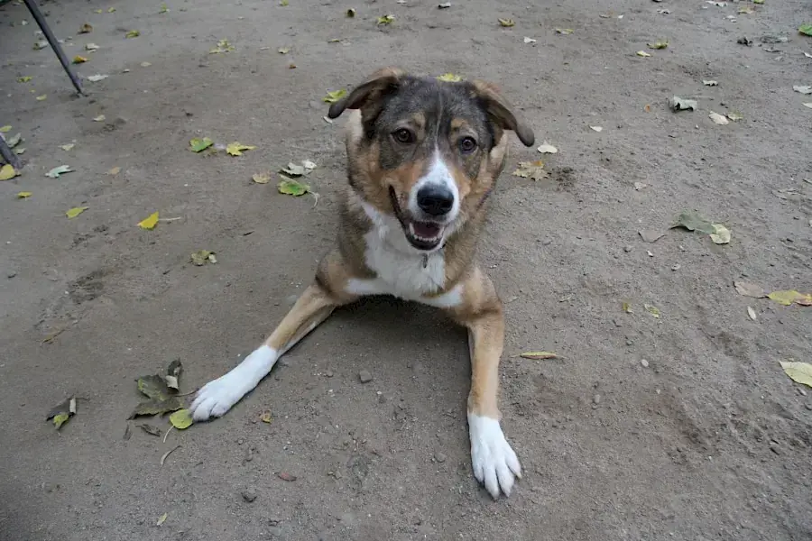 Amy - Deutscher Schäferhund - Bild 8