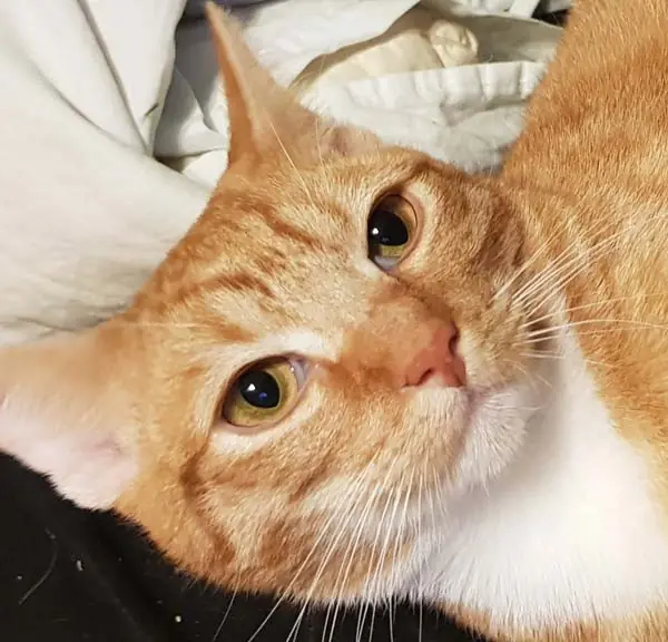 Simba -  - Bild 2