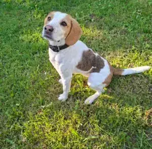 Beagle Charly