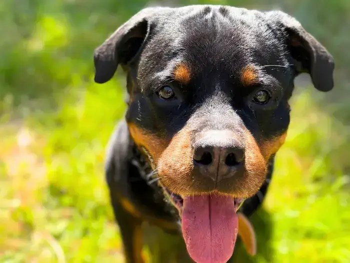 Eros - Rottweiler - Bild 2