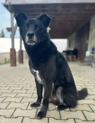 Rex – Deutscher Schäferhund – Bild 4