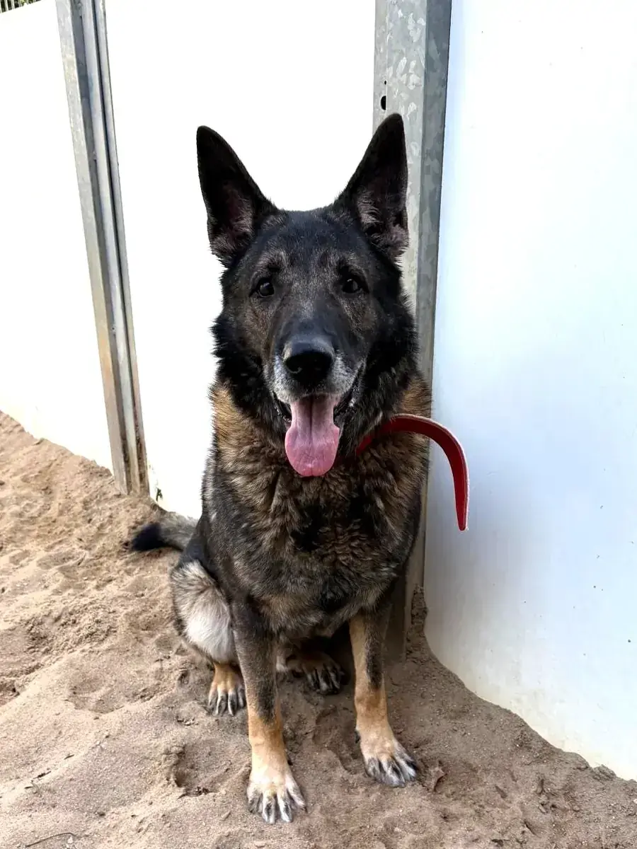 Lago - Deutscher Schäferhund - Bild 2