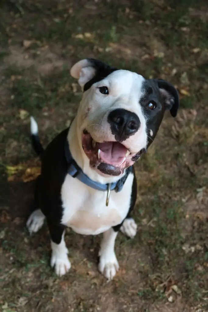 Bones - American Staffordshire Terrier - Bild 1