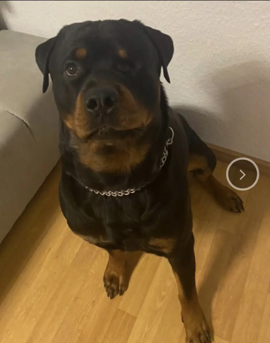 Achilles - Rottweiler - Bild 1