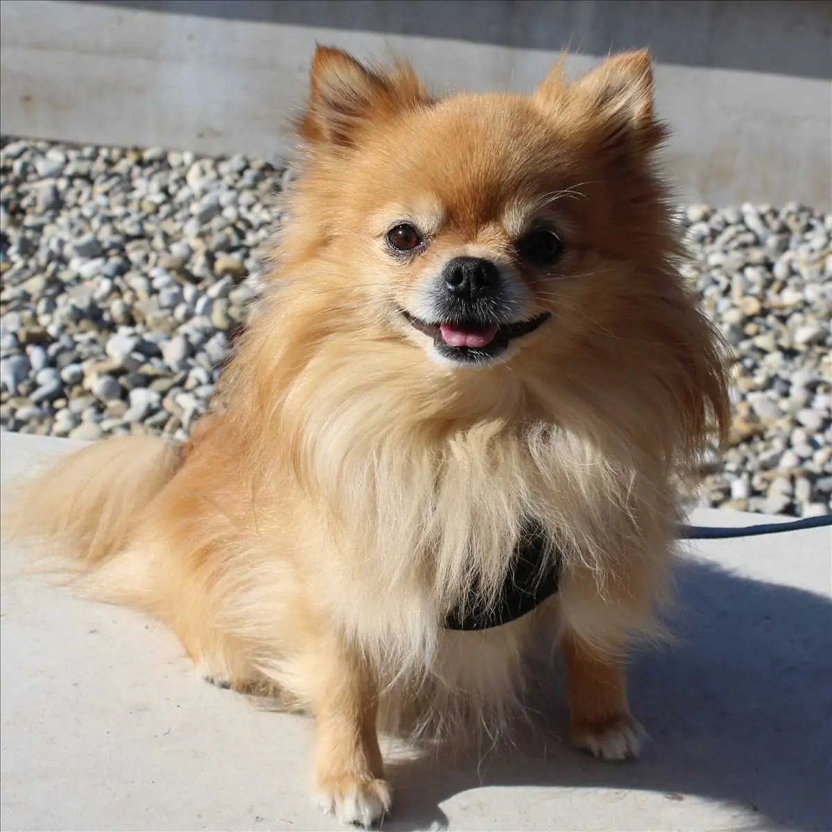 Bilbo - Chihuahua - Bild 2