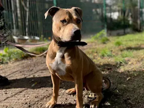 American Staffordshire Terrier-Mix Pablo