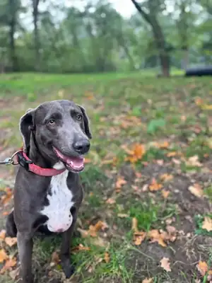 Amber – Weimaraner – Bild 3