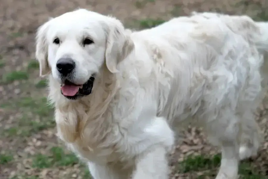Golden Retriever Bobby