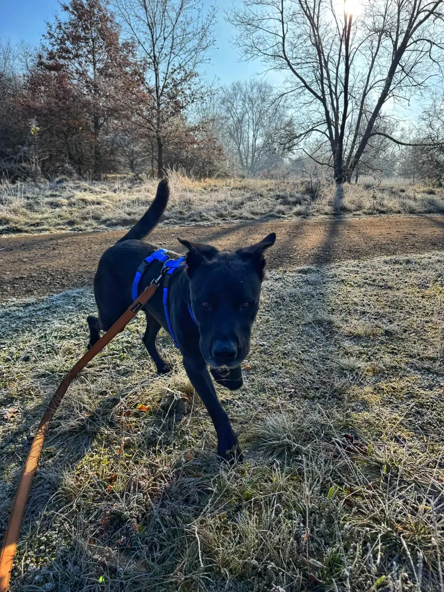 Yoshi - Labrador Retriever - Bild 5