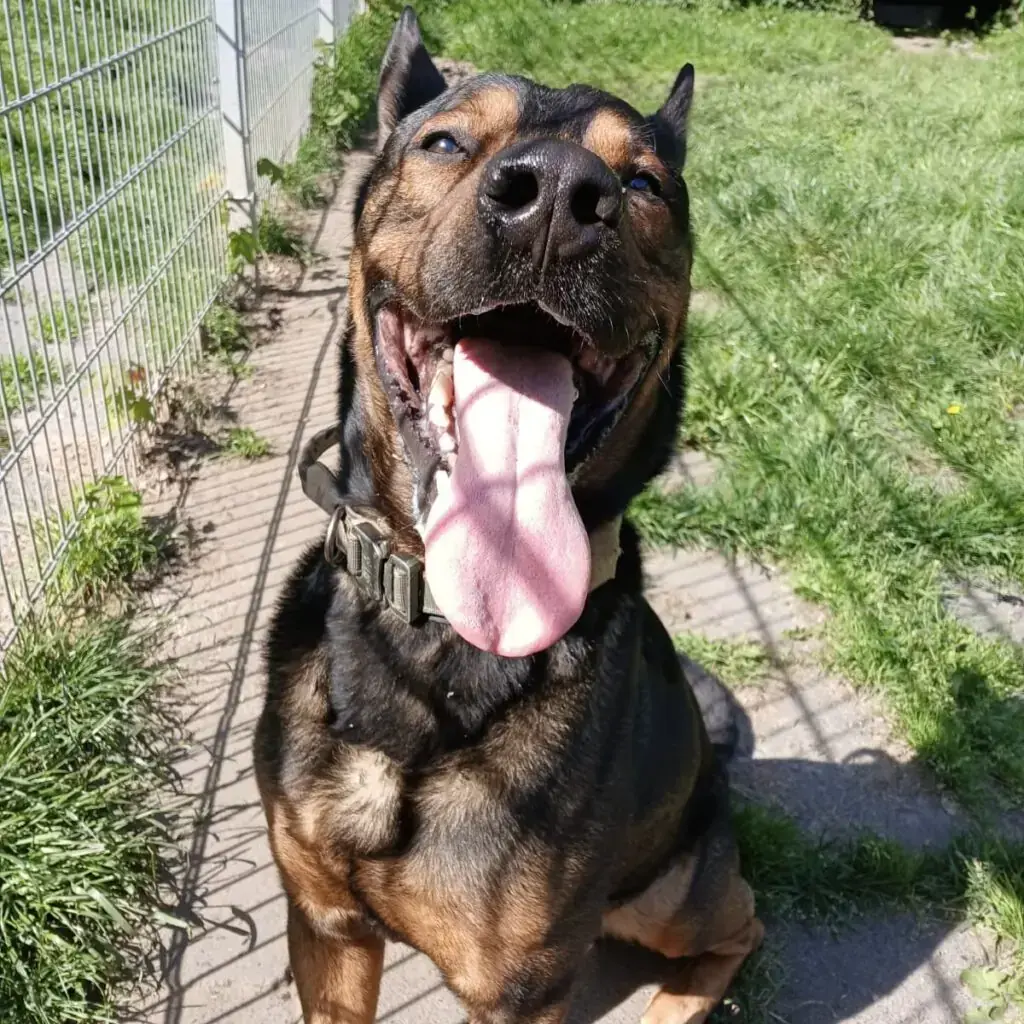 Black - Deutscher Schäferhund - Bild 2