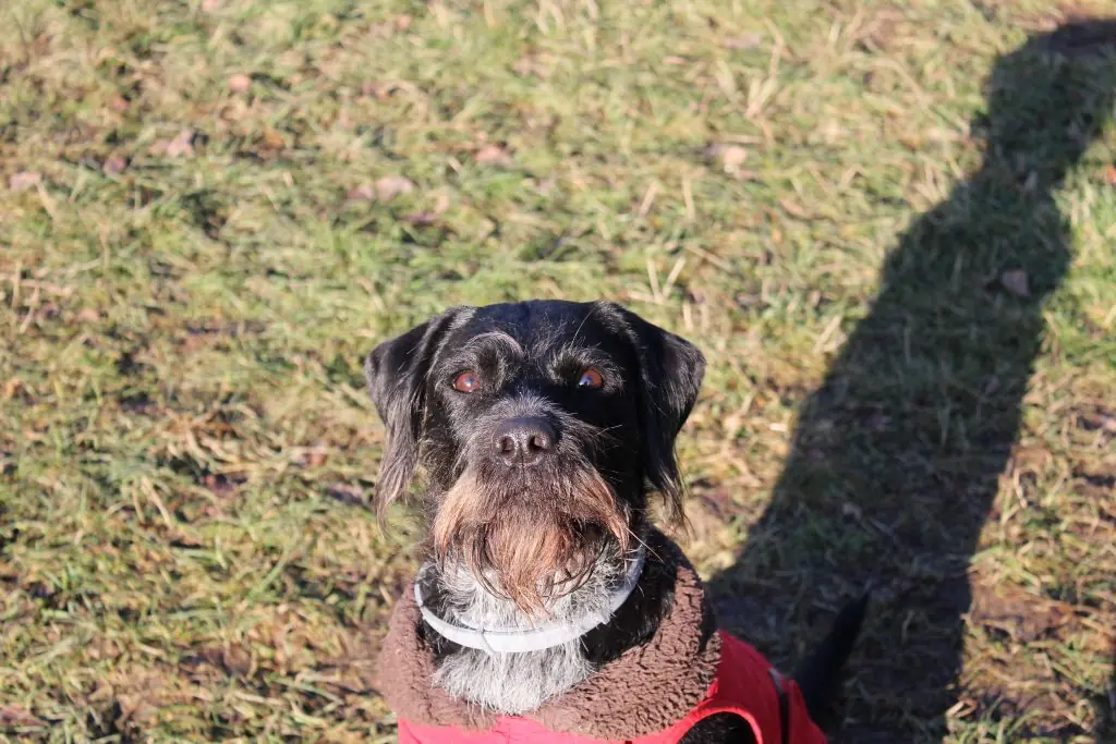 Roxy -  - Bild 1