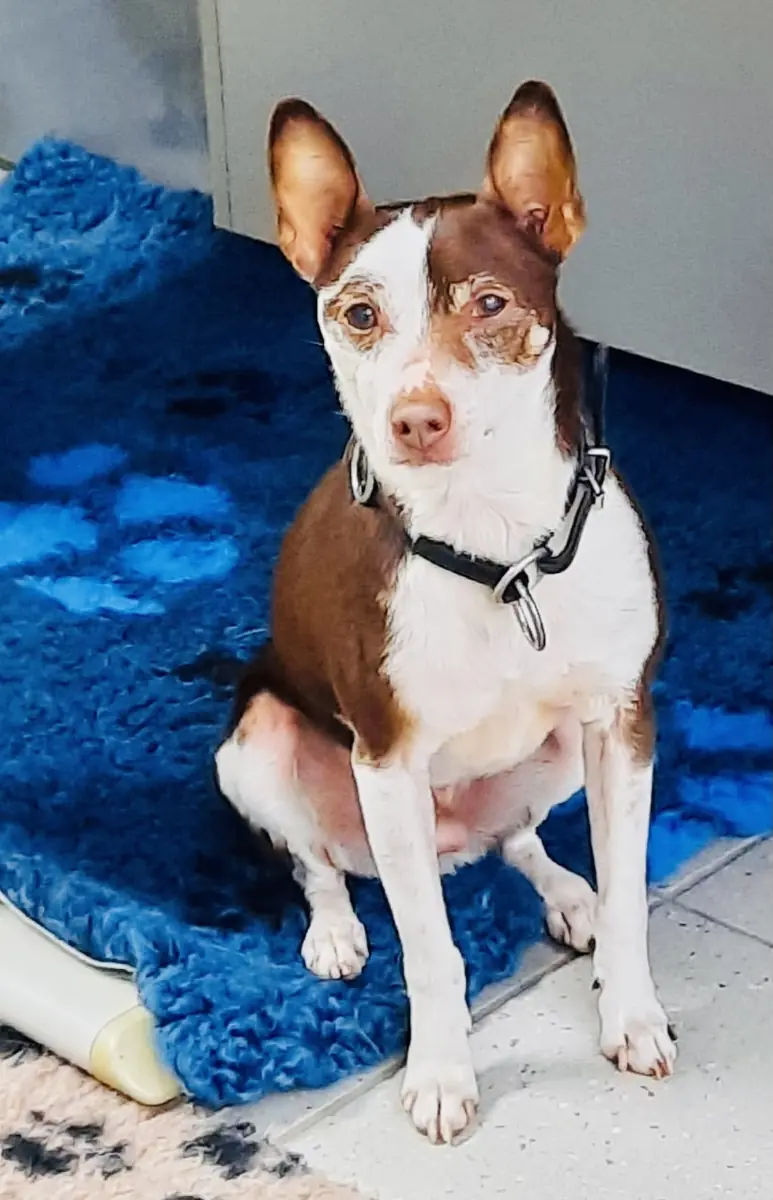 Pancho -  - Bild 16