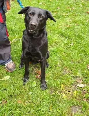 Billy – Labrador Retriever – Bild 2